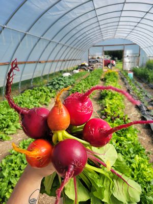 A bunch of fresh beets held up in the Annie's Farm high tunnel