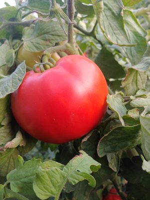 A ripe tomato on the vine at Annie's Farm near Sheridan